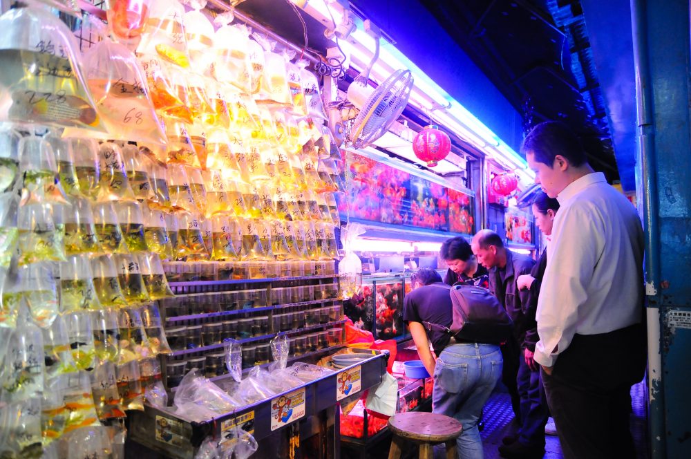 金魚街 Goldfish Market