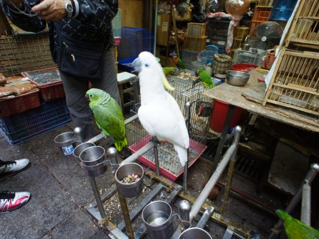 雀鳥花園 Bird Garden
